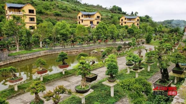 【文旅】赏盆景,品美食……遵义这个盆景小镇,约不?