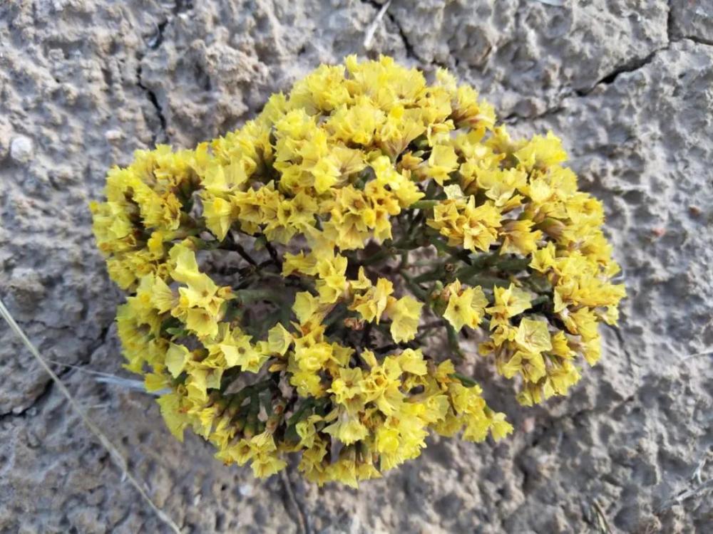 黄花补血草 limonium aureum