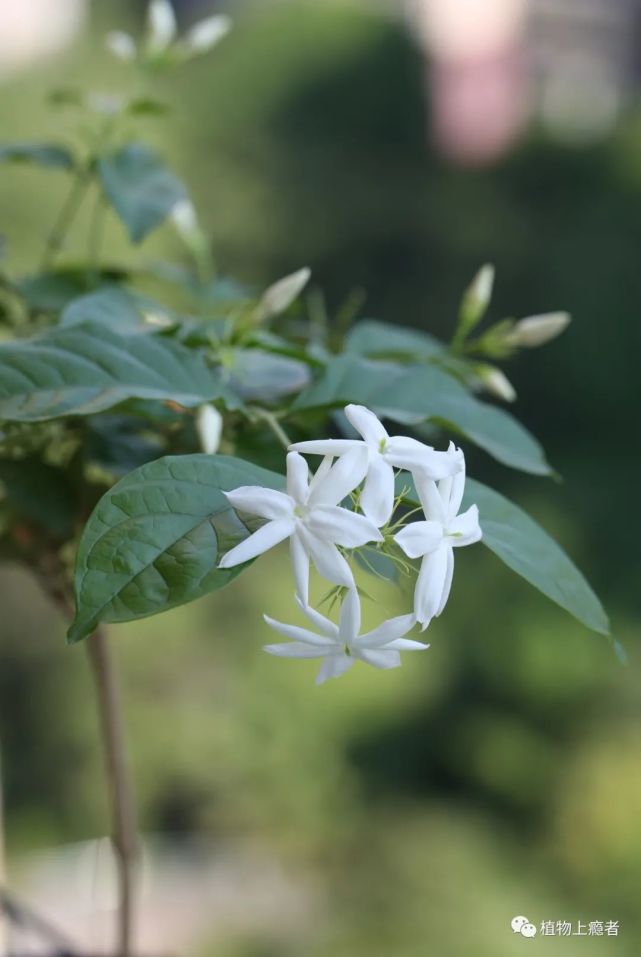 我甚至怀疑它是某种素馨,因为跟常见的茉莉相比,这花更像密花素馨,多