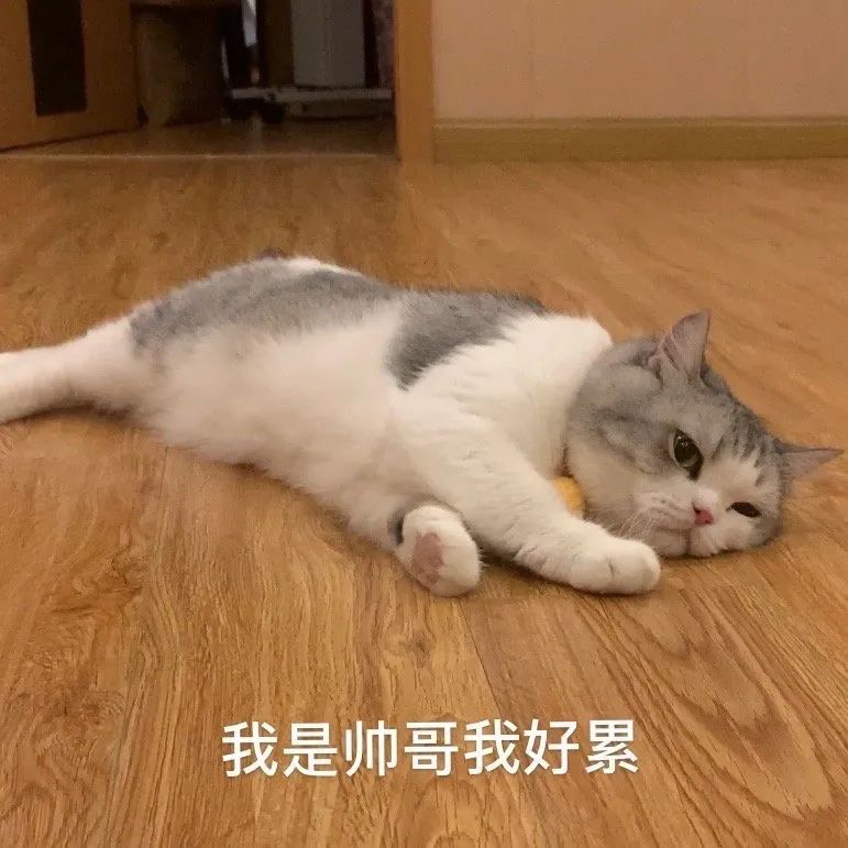 表情包 "你很自由 但没归宿"