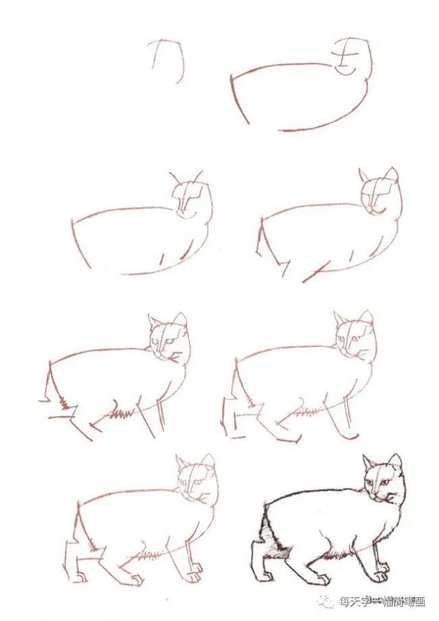 每天学一幅简笔画-如何简单的画出一只猫咪?多款猫的
