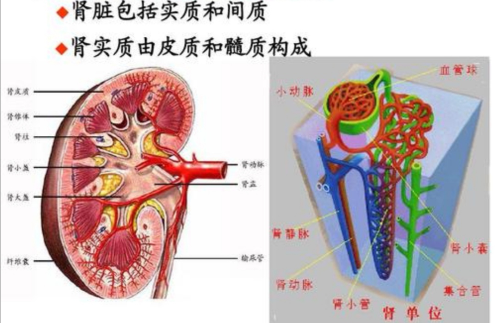 肾皮质坏死的病理分类及鉴别诊断