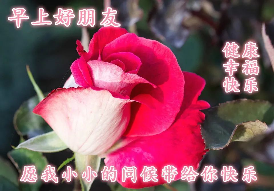 早晨发给朋友的微信问候语 发早上的表情问候语动态图片