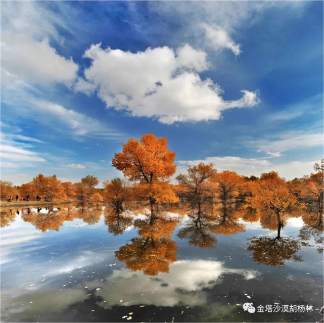 九月来金塔胡杨林吧,给你一个梦幻绚丽的秋天!
