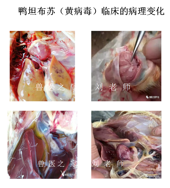 鸭黄病毒,流感,腺病毒,脾坏死,精准的防控方案