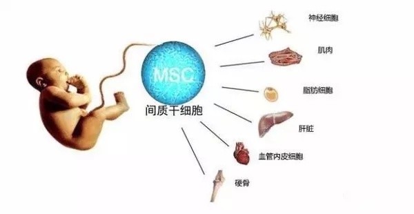 加速肾脏功能恢复mscs可归巢至肾脏并分化为肾小球细胞,肾小球系膜