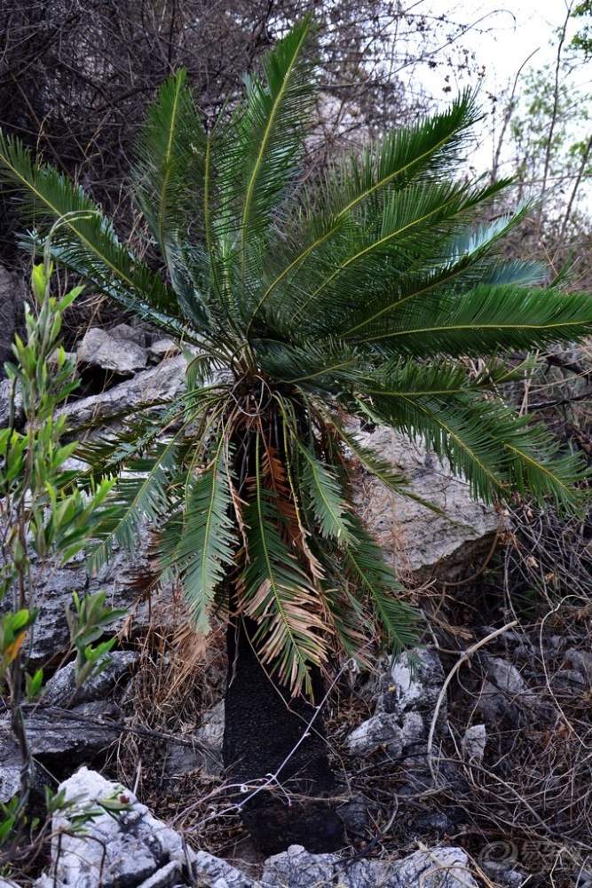图片来源:网络 苏铁,又名铁树,是与恐龙同时代的一种珍稀植物,有"植物