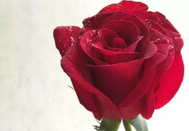 心理学你觉得哪一朵玫瑰花最鲜艳测你这一生经历几次爱情