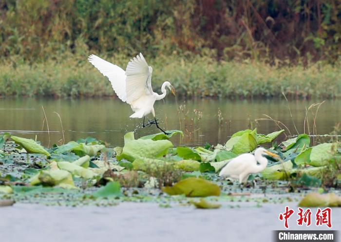 探访武汉府河湿地:鸟类天堂 青头潜鸭的繁殖地