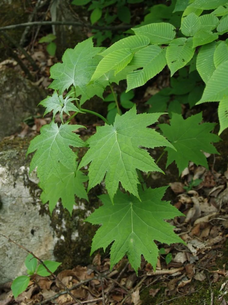 繁殖方式:分株,播种,组培繁殖. 9. 附注:鲜根茎入药,治全身酸疼发麻.