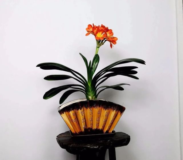 10种"富贵花",招财又旺运,典雅又大气,家里养一盆,越