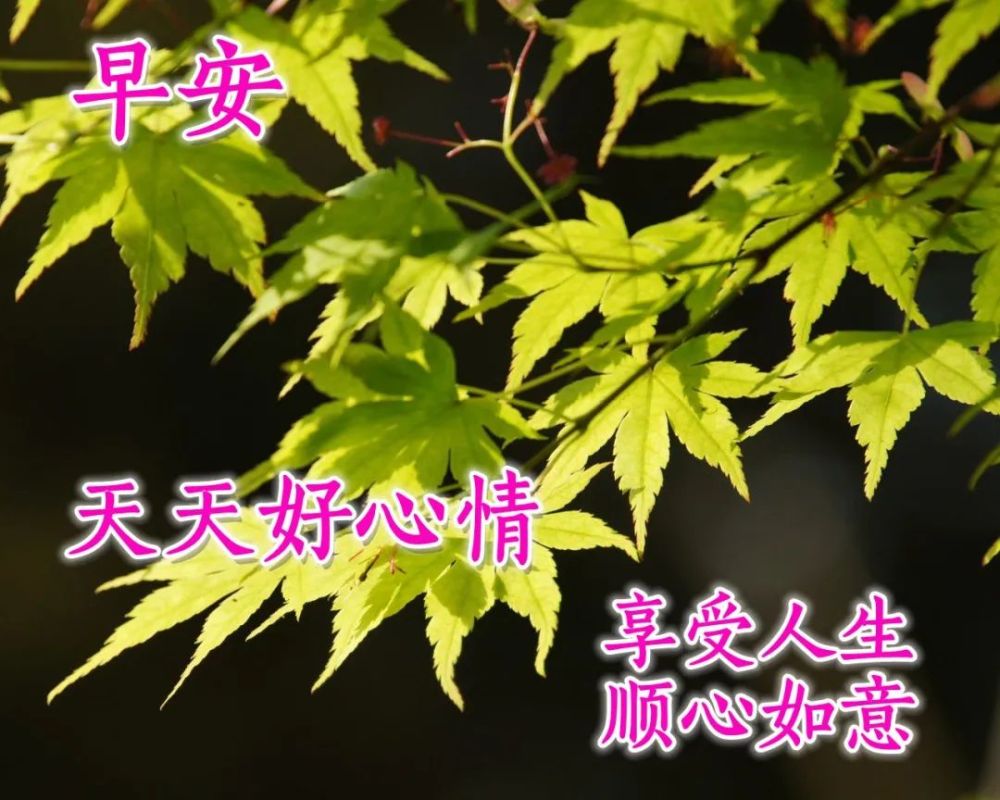 发朋友圈的早安心语说说 每日早上好祝福图片分享!