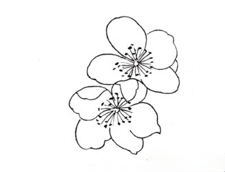 杏花|画法|白描