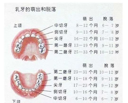 孩子【乳牙蛀了】不用管,换完牙就好了?这句话坑了多少娃!