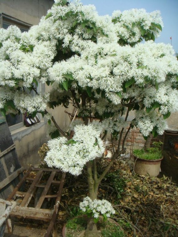 路边发现珍稀名贵树木,满树开白花,如霜似雪!