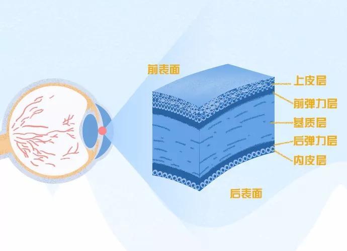 角膜结构图