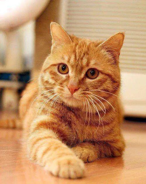 金丝虎纯黄的猫被称为:乌云,啸铁纯黑的猫被称为:尺玉,霄飞练在古代