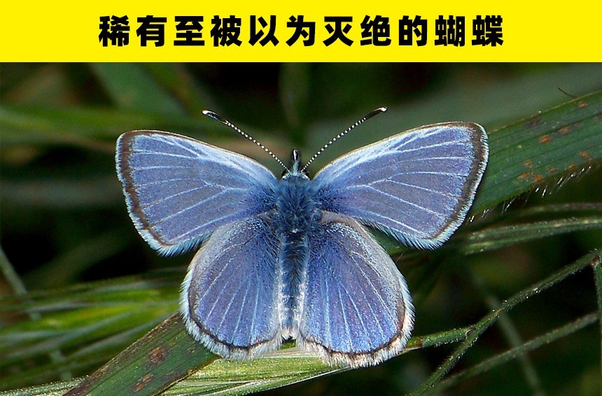 稀有的蝴蝶:盘点世界上存在的5种奇特稀有的蝴蝶_腾讯新闻