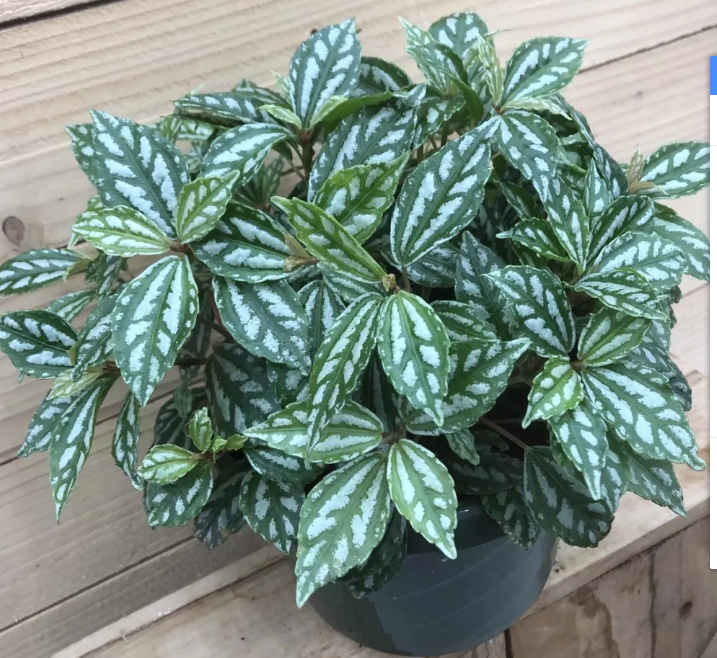 这5种耐阴的观叶植物,个个都比绿萝美百倍!