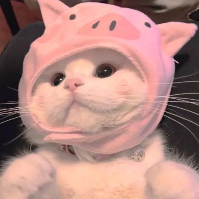 超可爱的猫咪头像_腾讯网