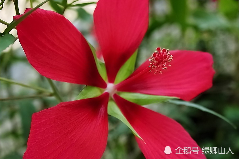 扶桑花有单瓣的,重瓣的,颜色也很丰富,有红色,粉色,白色,黄色橘色