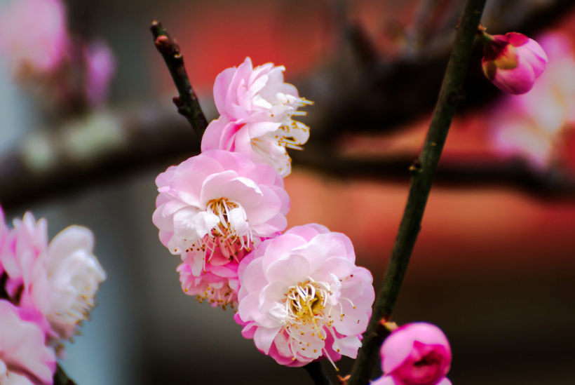 很多花都有这个品种,茶花,兰花,杜鹃,梅花,风雨兰等