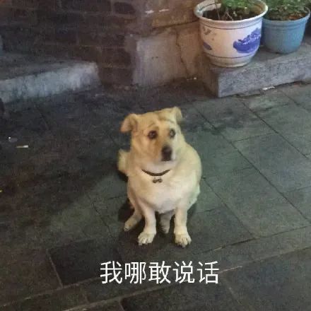表情包丨无处安放的小手手