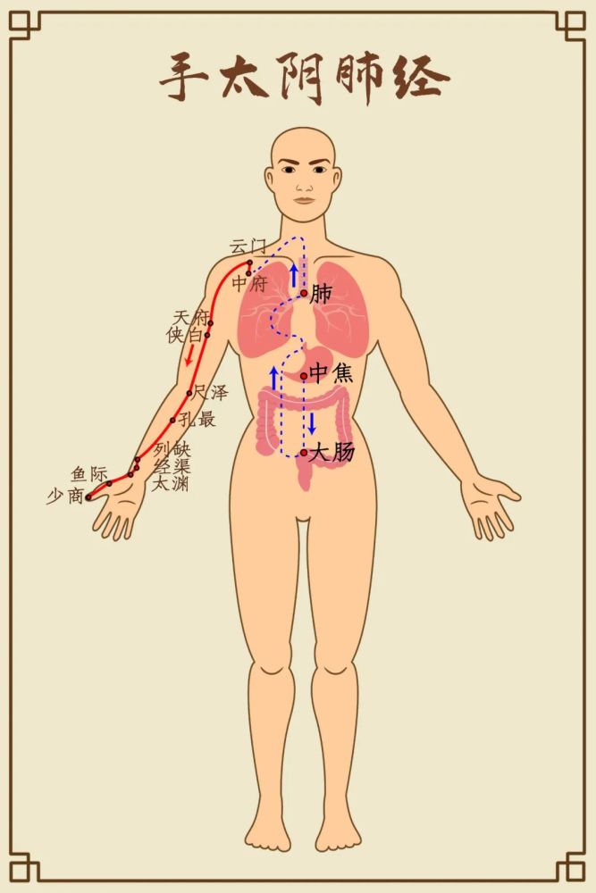 十二条经络循行线路 正如经络名家 路新宇老师所说:健康不外包.