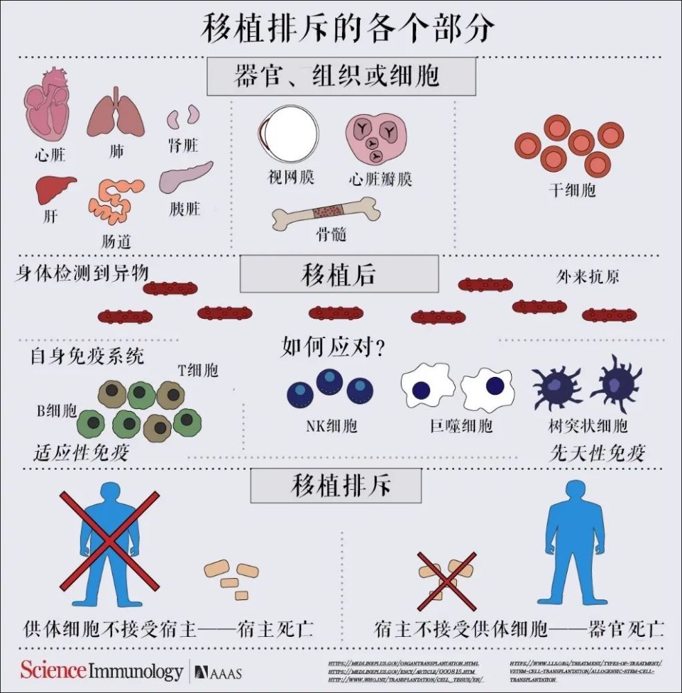 这个问题就是 器官移植导致的免疫排斥反应,即 移植排斥.