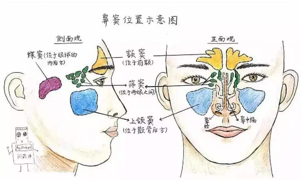 并且在耳鼻喉科领域中的恶性肿瘤中占1/4,伴随着鼻窦炎的减少,上颌窦