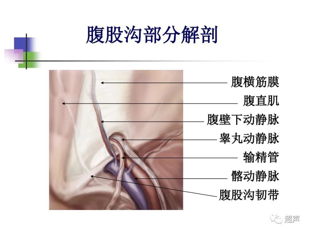 一图读懂腹股沟区解剖