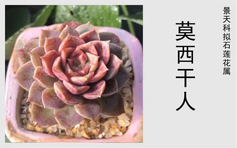 莫西干人是月影系列的多肉植物植株带血斑极其的好看