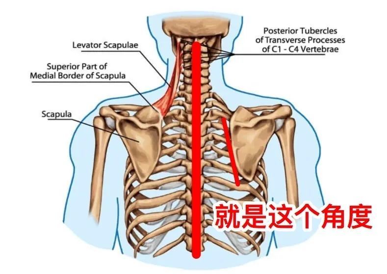 正常情况下,人的肩胛骨应该平贴胸廓,同时肩胛内侧呈现 5～10 度的上