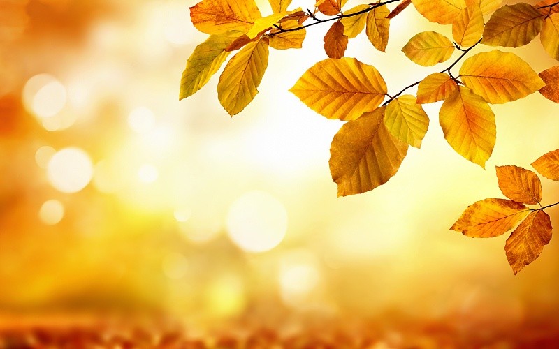 秋天的唯美照片是怎样的?欣赏12张秋色照片,学习6个拍摄思路