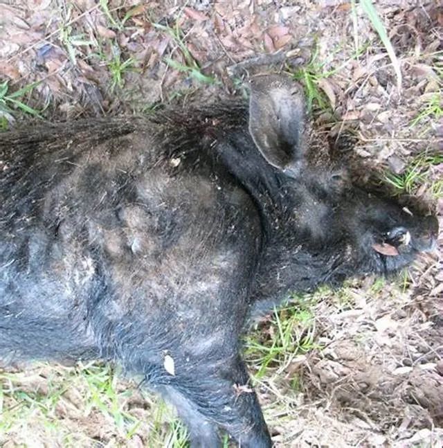 前些年在隔壁安溪的村庄,一只倒霉的野猪拖着绑着几十斤重木桩的捕兽