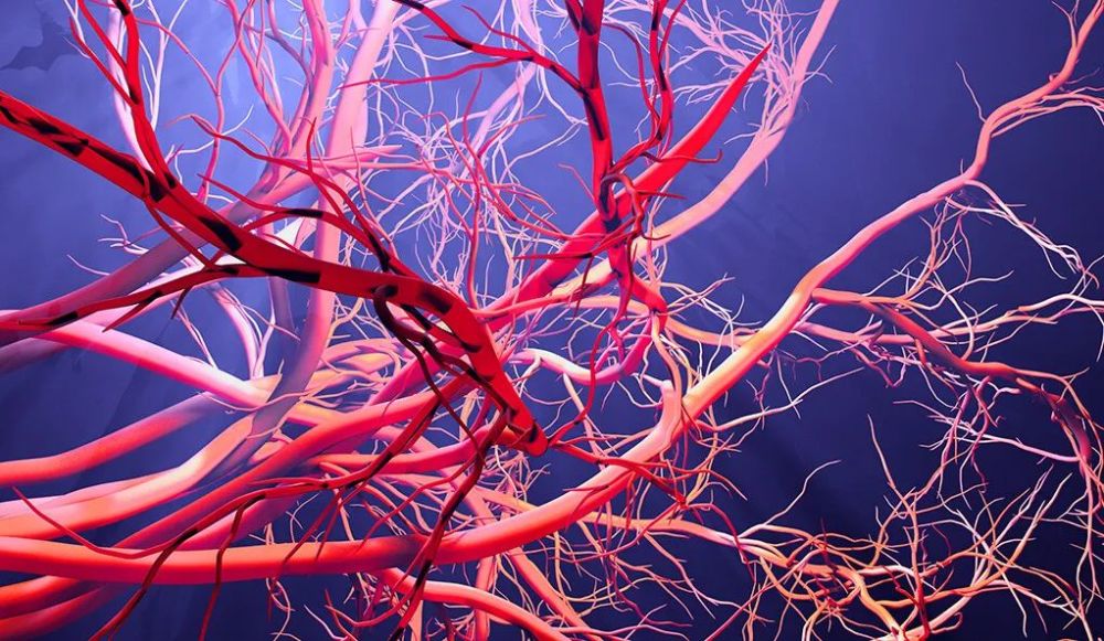 保护血管丨血管用多久,人就能活多久!