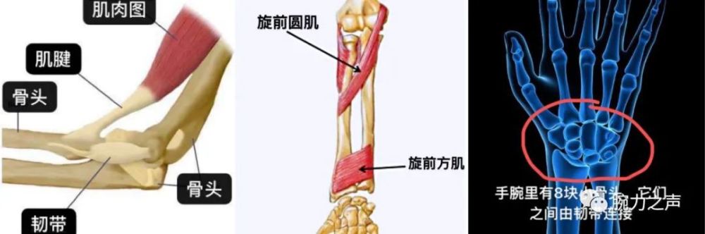 旋前肌分成旋前圆肌,旋前方肌.