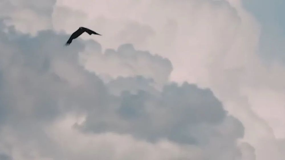 周公解梦，会飞鸟、有毛、屎进我嘴——梦境中的隐喻与启示