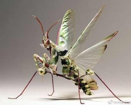 据悉,魔花螳螂备受昆虫爱好者喜爱,此虫在国内没有天敌,或对生态环境
