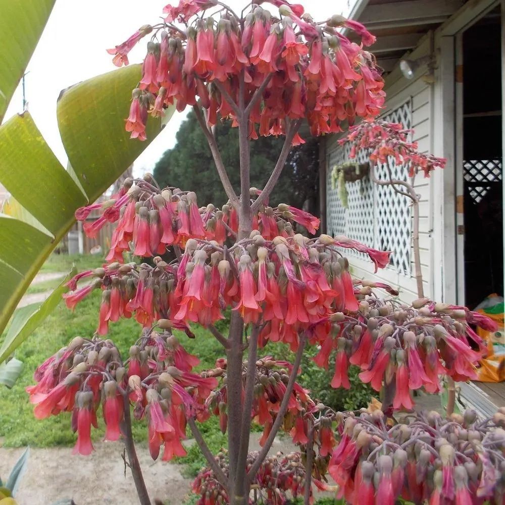 冬春时节开花的宫灯长寿花和落地生根关系亲近很容易养开花