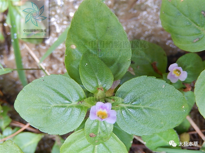 水茴香,见过吗?健脾利湿,理气化痰.治水肿,胃痛,胸腹胀满,咳嗽气喘