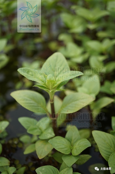 水茴香,见过吗?健脾利湿,理气化痰.治水肿,胃痛,胸腹胀满,咳嗽气喘