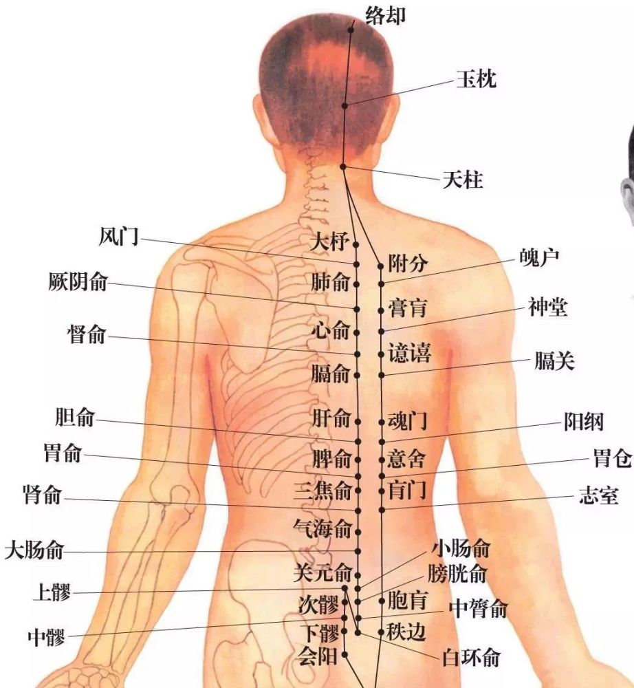 养背为何能防病治病主一身阳气的督脉从后背的正中通过