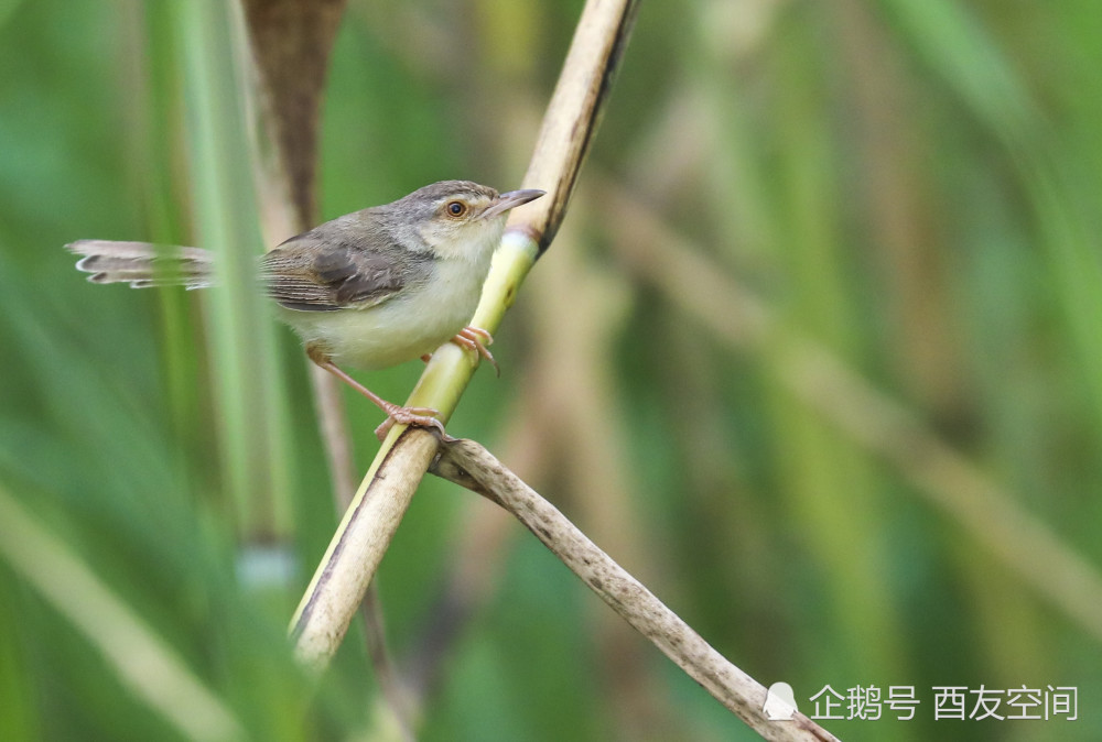 摄影:在月湖活动的纯色山鹪莺