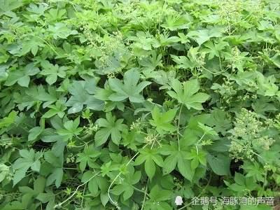 拈拈草,小活血,活血草,红茜草,四轮车,挂拉豆,红线草,小血藤,拉拉缨