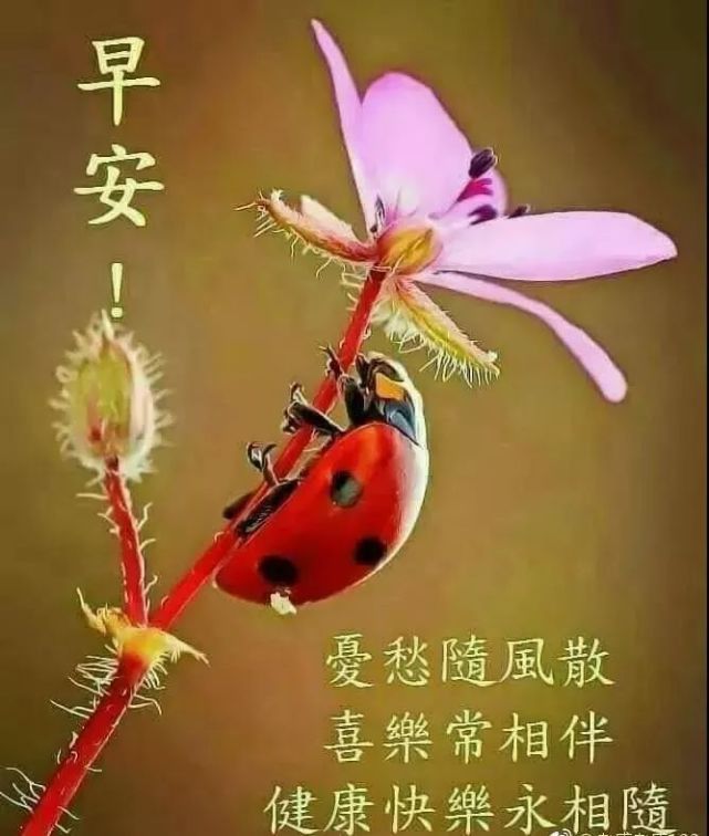 治愈系早上好唯美动态祝福语图片,早上好暧心短信祝福