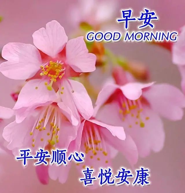 早上好,最美的祝福送给你!