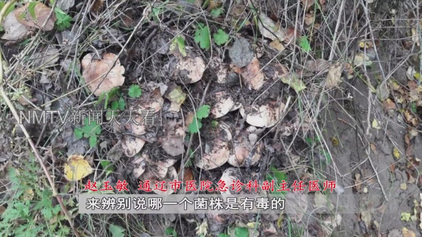 家住通辽市开鲁县建华镇的李女士一家,在自家周边采了一些杨树蘑菇