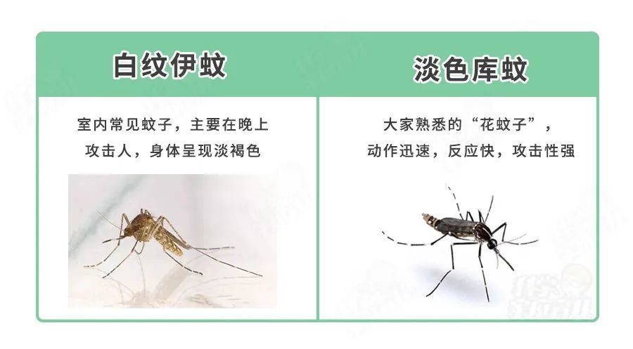 秋蚊今年格外毒!3种情况立即就医!