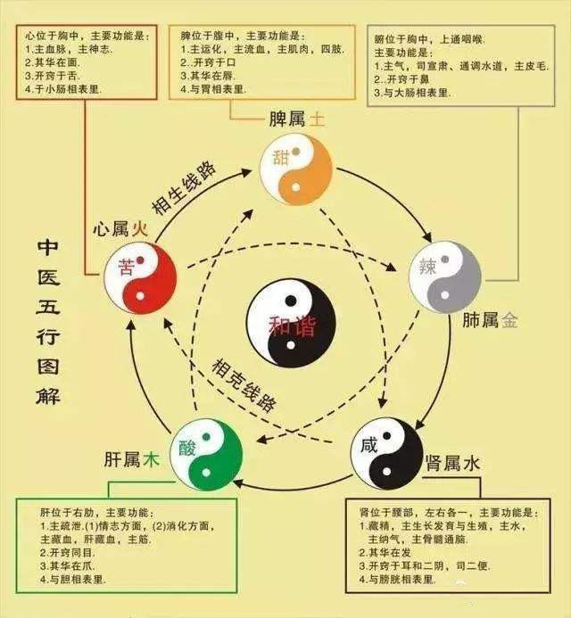 中医基础理论之阴阳,五行,精气,藏象学说